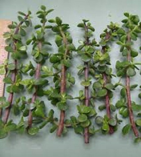 Elephant bush dwarf jade - bush,
