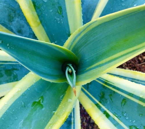 Agave weberi arizona star - agave, cv