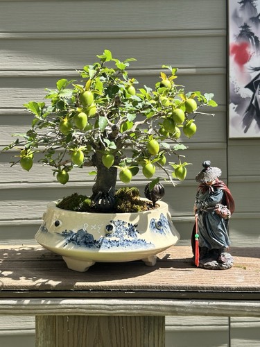 Persimmon princess thick trunk - persimmon,
