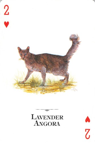 Lavender angora cat breed of - cat, 2