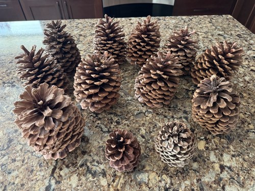 Vtg set giant redwood - vtg, 12