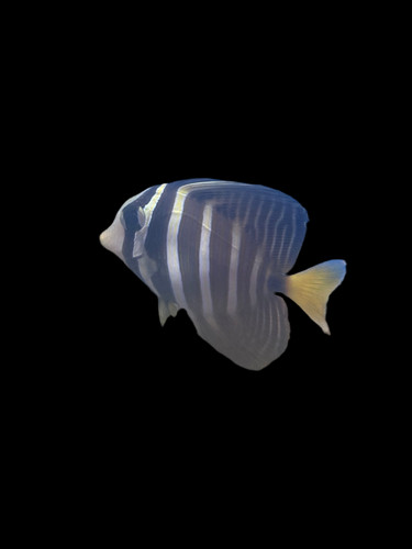 Sailfin tang live fish - sailfin,