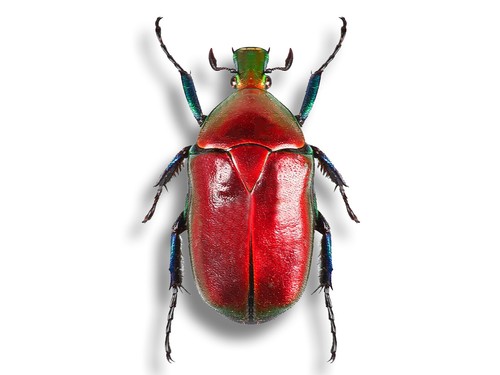 Torynorrhina rhomborrhina - torynorrhina,