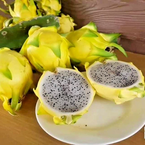 Dragon fruit yellow pitaya - yellow,