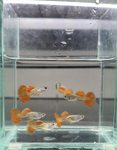 Live metal red - guppy, 1