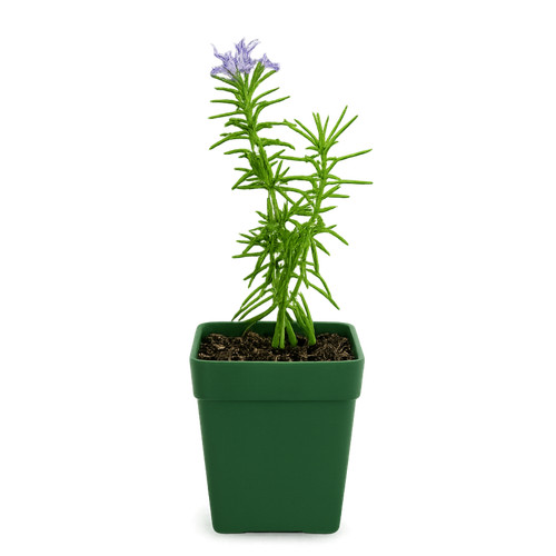 Mini purple flower - mini, rosemary