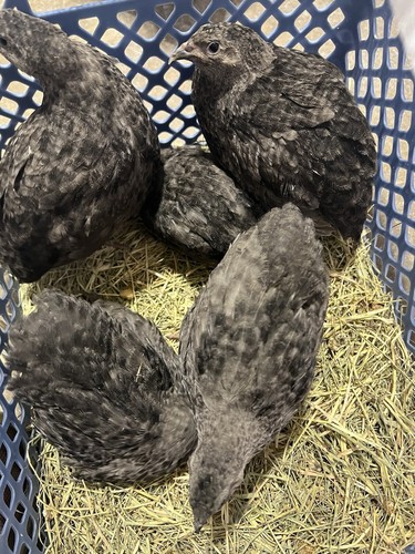 Quail hatching eggs - 20++,