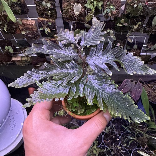 Selaginella indonesia - selaginella, sp.
