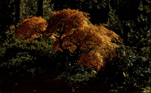 Japanese garden portland - garden,