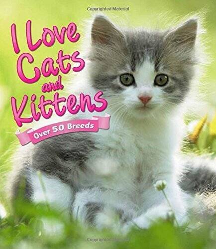 Love cats and kittens - cats,