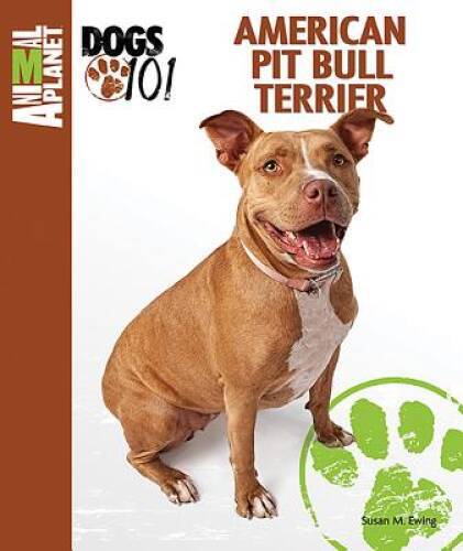 American pit bull - american,