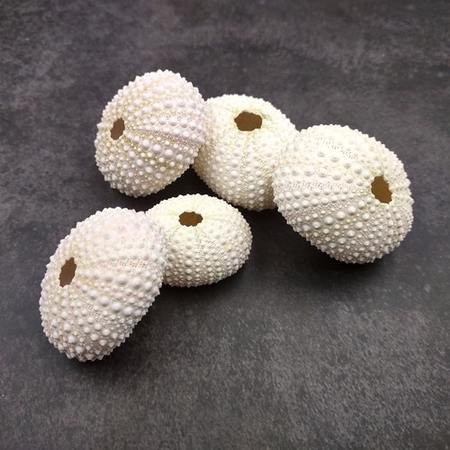 Assorted color sea urchins - color,