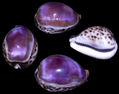 Purple top cowry - top, shell
