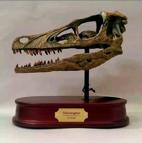 Life size velociraptor - life-size,