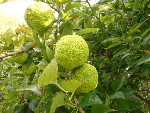 Osage orange tree - 50,