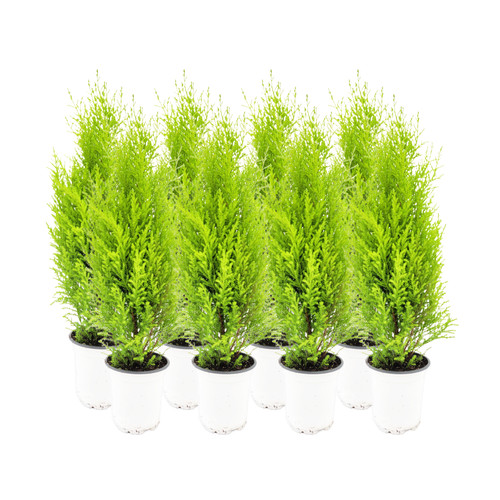 Live dwarf lemon cypress - 8-pk,