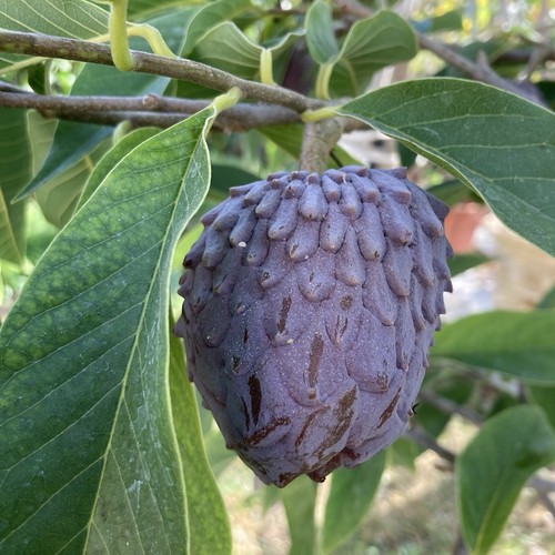 Red purple sugar apple - apple, ilama