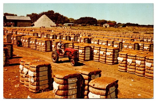Vintage cotton bales with - bales,