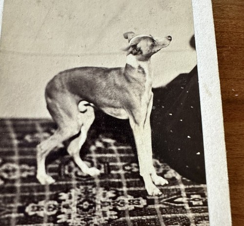 Excellent 1860s cdv whippet - excellent, or