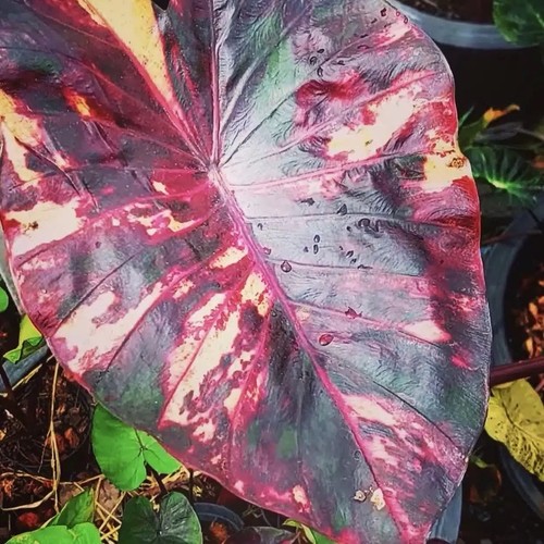 Authentic colocasia morning - authentic,