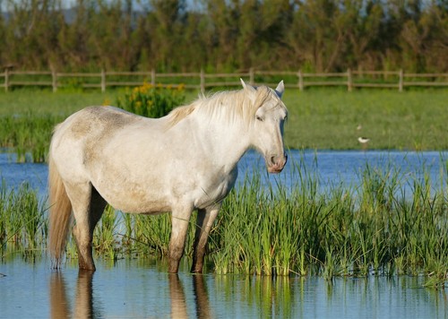 Camargue horse breed france - breed,