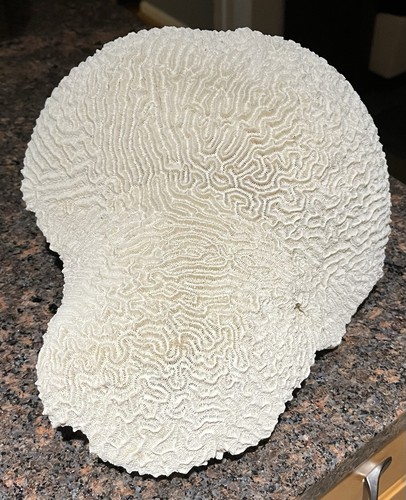 Vtg large natural white - natural, brain