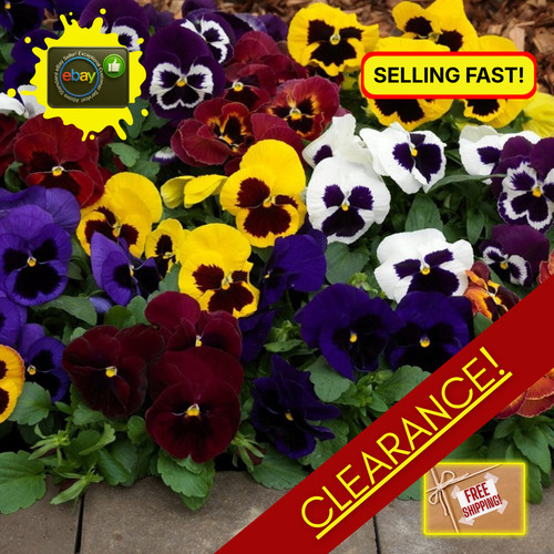 Pansy seeds swiss giants - pansy,