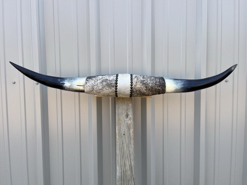 Mounted steer horns feet - horns, 1