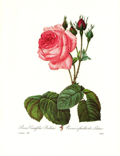 1991 vintage redoute flower - 1991,