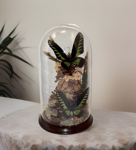 Vtg taxidermy birdwing - vtg,