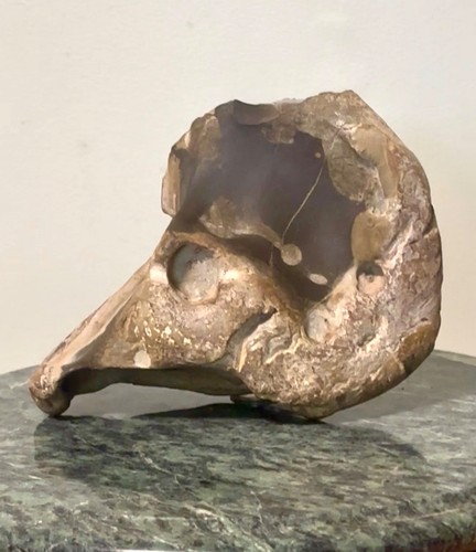 Corythosaurus skull dinosaur - skull,