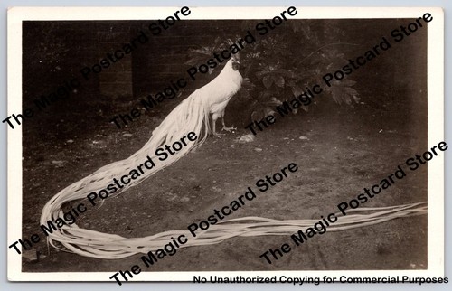 Japanese onagadori long tailed - long,