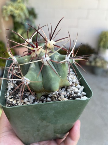 Ferocactus emoryi cactus plant - ferocactus,