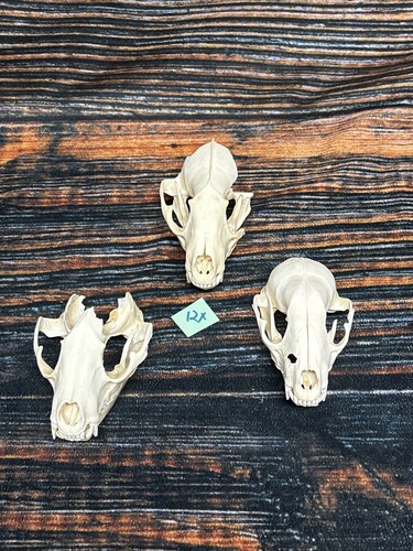 Raccoon skulls animal mount - raccoon,