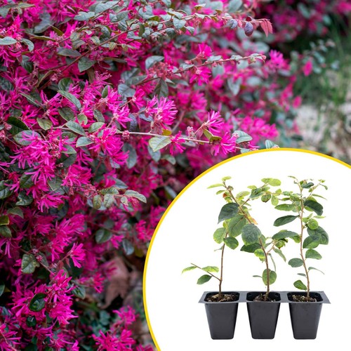 Chinese fringe flowers live - chinese, flowers,