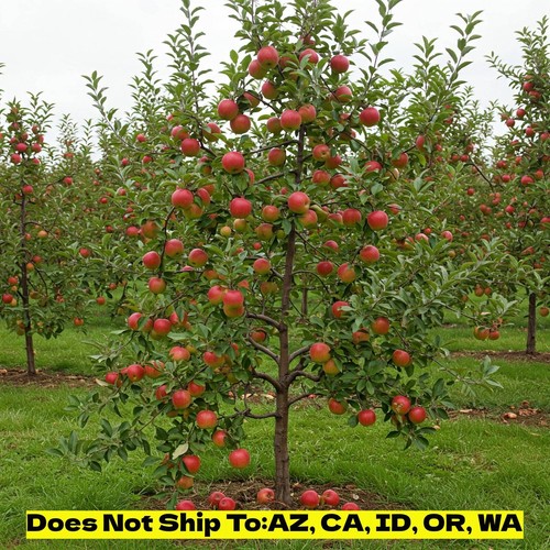 Gala apple tree live plant - gala,