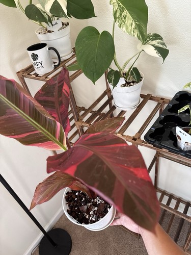 Musa nono hot pink variegated - musa,