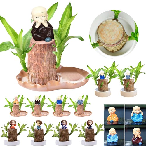 Set green plant brazilian - of,
