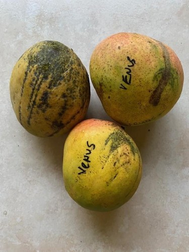 Venus grafted mango tree 13 - ~,