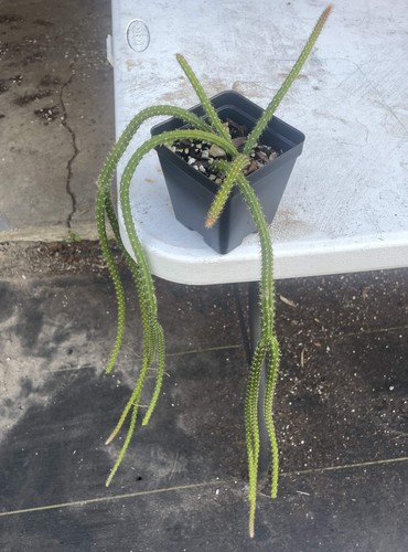 Rat tail cactus - -, ready