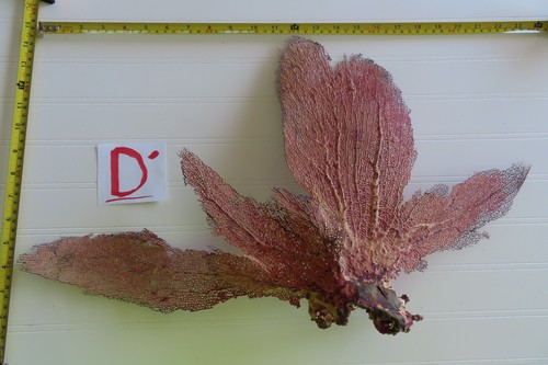 Large natural sea fan - natural,
