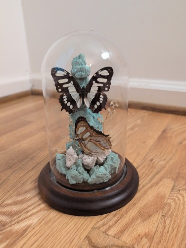 Vintage real butterfly - vintage,