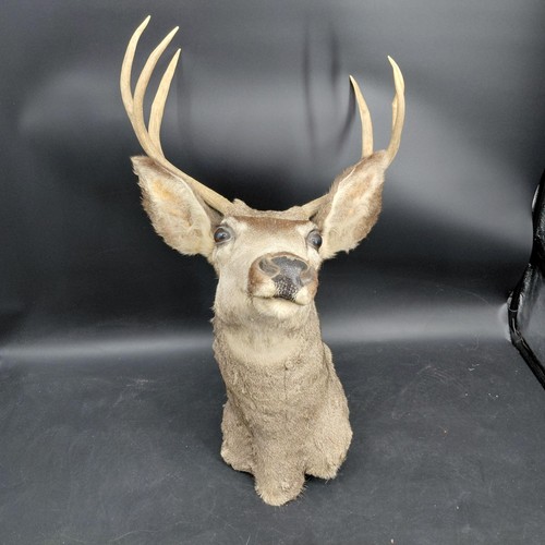 Taxidermy deer shoulder mount - deer,