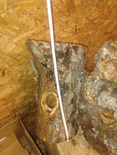 Wood pecker hole cherry tree - wood,