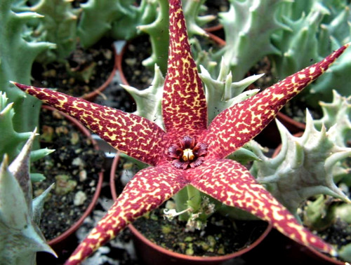Orbea lutea vaga t - , ~