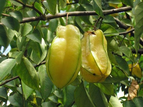 Averrhoa carambola star - carambola, |