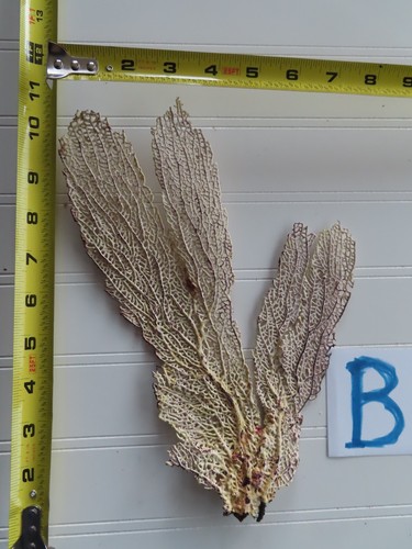 Natural sea fan coral - sea,