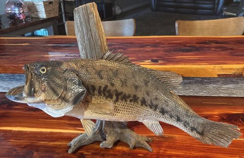 Largemouth