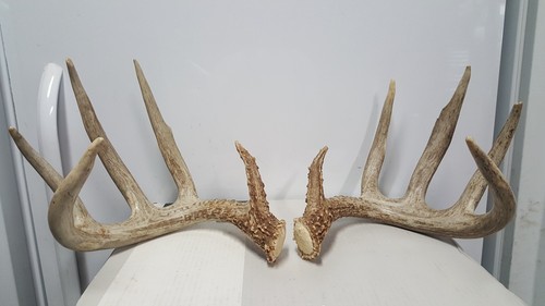 Stud 161 wild typical 5x5 - 161,