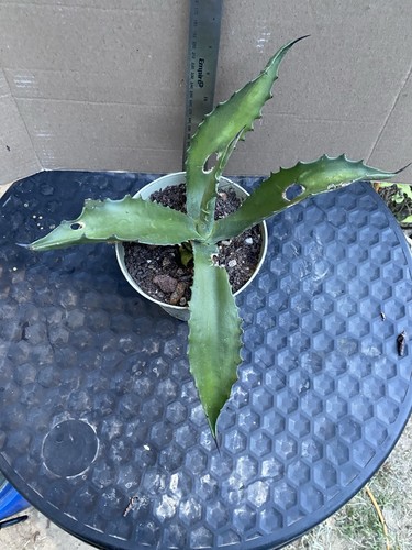 Inch blue agave - 8,